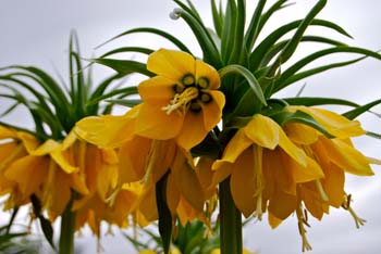 fritillaria fritillaria