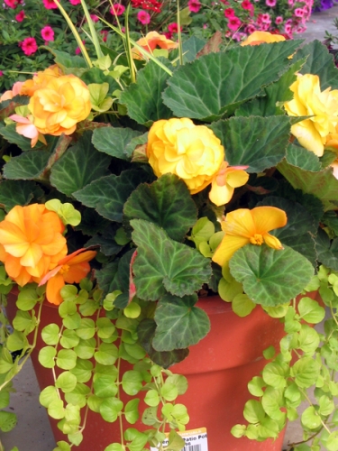 Begonias Begonias