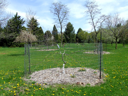 Deer protection Deer protection