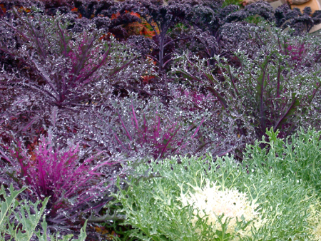 Green and purple kale Green and purple kale