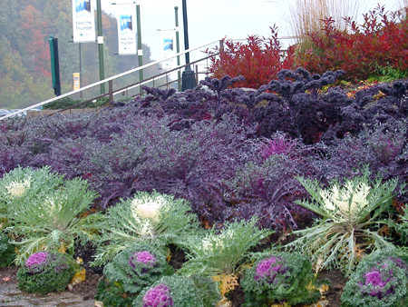 Peacock Kale Peacock Kale