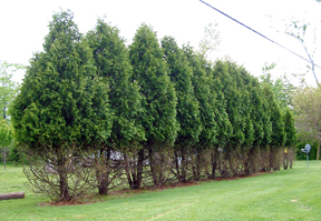 Deer browse on Arborvitae. Deer browse on Arborvitae.
