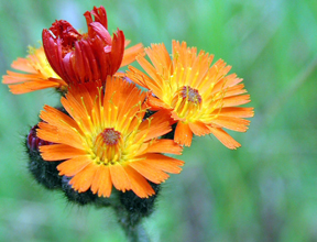Orange hawkweed. Orange hawkweed.