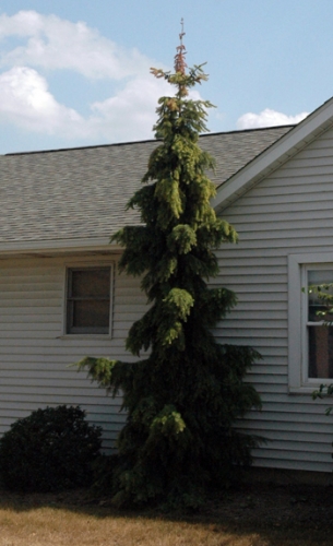 Imprelis injury on Serbian spruce Imprelis injury on Serbian spruce