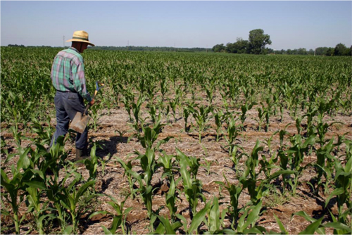 Corn stand loss from Asiatic garden beetle Corn stand loss from Asiatic garden beetle