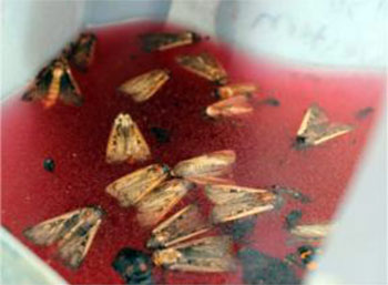 Asiatic garden beetle in trap Asiatic garden beetle in trap