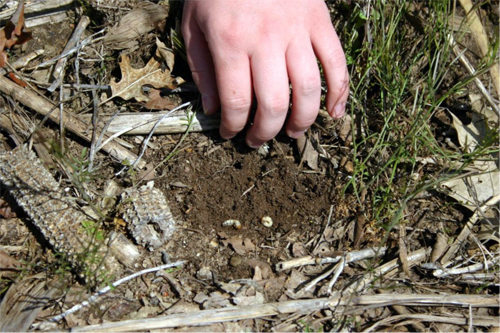 Asiatic garden beetle white grub Asiatic garden beetle white grub