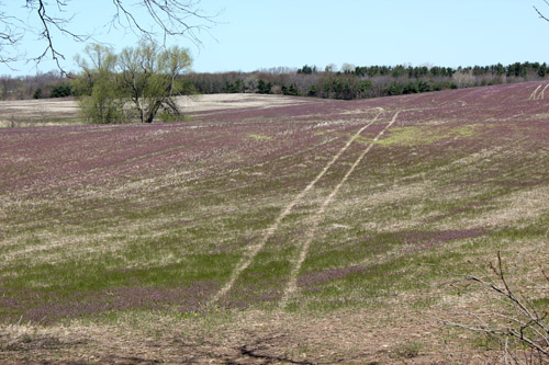 Winter annual weed species Winter annual weed species