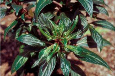 New Guinea impatiens. New Guinea impatiens.