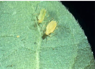 Green peach aphids. Green peach aphids.