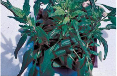 Salvia. Salvia.