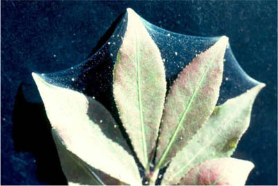 Spidermites. Spidermites.