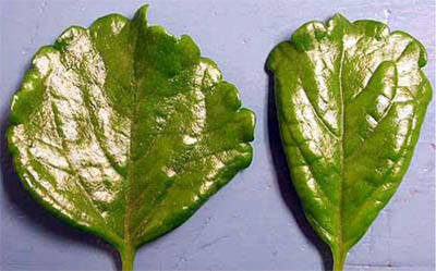 Sweedish Ivy distortion Sweedish Ivy distortion