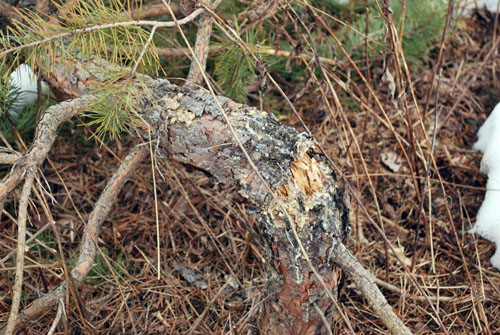 Zimmerman pine shoot moth damage Zimmerman pine shoot moth damage