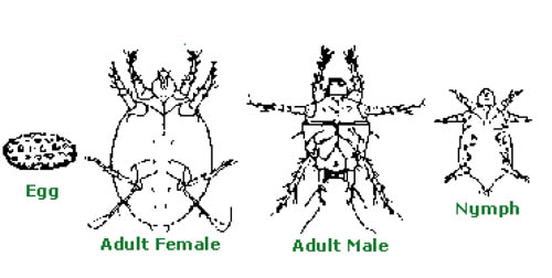 Evolution Broadmites. Evolution Broadmites.