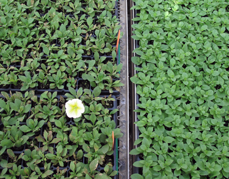 Cuttings begin to turn yellow, develop necrotic (brown) spots and/or shoot tips abort during week 3 of propagation (left). An unaffected cultivar propagated at the same time as the affected cultivar (right).  Cuttings begin to turn yellow, develop necrotic (brown) spots and/or shoot tips abort during week 3 of propagation (left). An unaffected cultivar propagated at the same time as the affected cultivar (right).