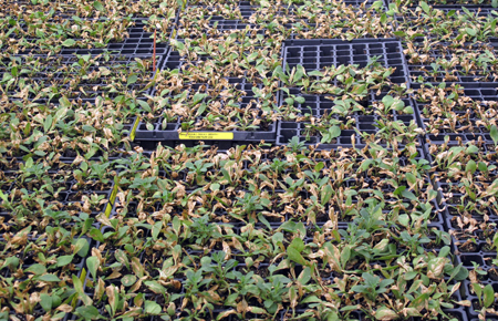Symptoms become more severe during the toning phase of propagation. Symptoms become more severe during the toning phase of propagation.