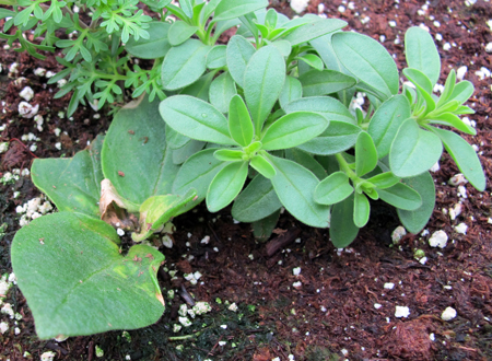 The shoot-tip meristem of petunia aborted during propagation. If fertility levels are sufficient, the axillary buds develop but flowering of those shoots is delayed. The shoot-tip meristem of petunia aborted during propagation. If fertility levels are sufficient, the axillary buds develop but flowering of those shoots is delayed.