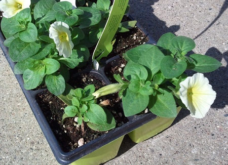The variability in rooted liners of petunia created a nonuniform finish crop. The variability in rooted liners of petunia created a nonuniform finish crop.