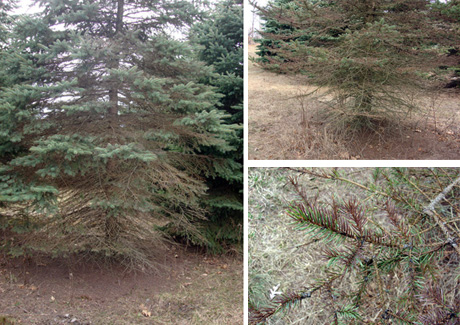 blue spruce blue spruce