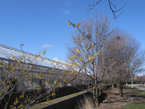 Witch-hazel in bloom Witch-hazel in bloom