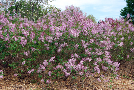 Spring-flowering Lilac.  Spring-flowering Lilac.