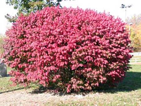 Compact Burningbush grown for its fall color. Compact Burningbush grown for its fall color.