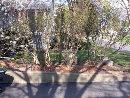 EAC before thinning. EAC before thinning.