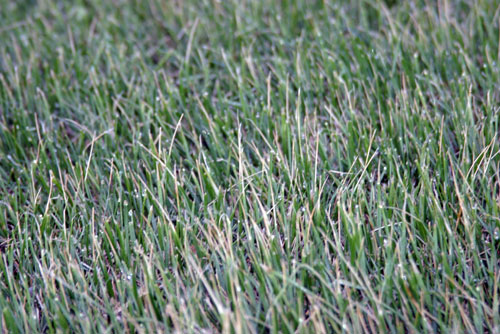 Freeze injury Freeze injury