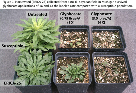 Horseweed (ERICA-25) collected from a no-till soybean field in Michigan survived glyphosate applications of 1X and 4X the labeled rate compared with a susceptible population. Horseweed (ERICA-25) collected from a no-till soybean field in Michigan survived glyphosate applications of 1X and 4X the labeled rate compared with a susceptible population.