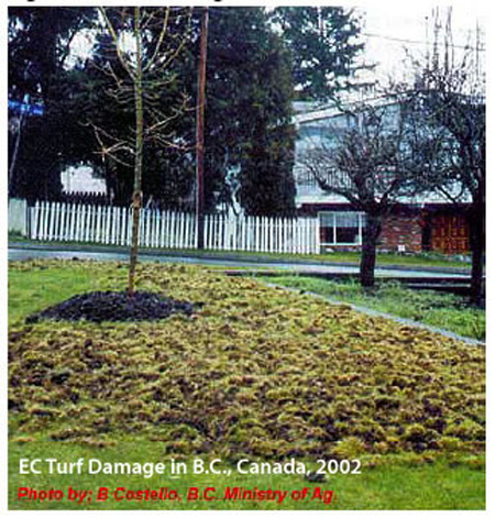 European chafer turf damage in B.C., Canada, 2002. European chafer turf damage in B.C., Canada, 2002.