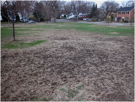 Euopean chafer damage. Euopean chafer damage.