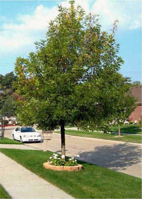 ash tree ash tree