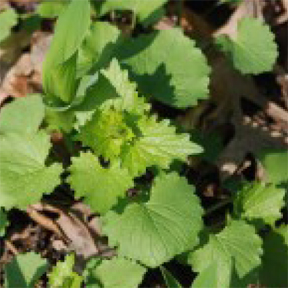 Garlic mustard Garlic mustard