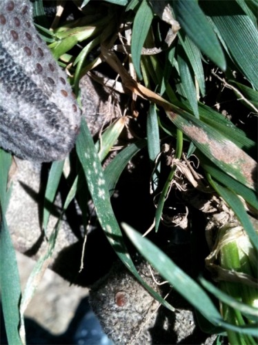 Powdery mildew on wheat. Powdery mildew on wheat.
