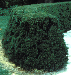 When pruning a hedge, as in this yew, be sure to allow the bottom to be wider than the top. When pruning a hedge, as in this yew, be sure to allow the bottom to be wider than the top.