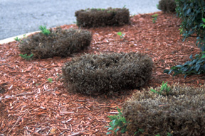 Because junipers need their new shoots for continued growth, hedging these shrubs will end in failure. Because junipers need their new shoots for continued growth, hedging these shrubs will end in failure.