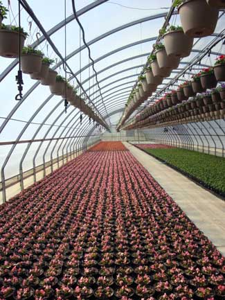 Greenhouse Greenhouse