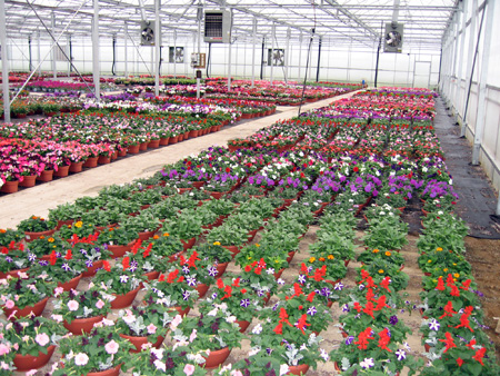 Holding plants in a greenhouse. Holding plants in a greenhouse.