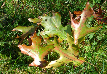 Fallen leaves of the oak wilt infected tree. Fallen leaves of the oak wilt infected tree.