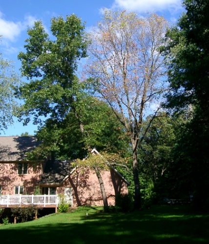 This tree was confirmed oak wilt case after being infected by an un-informed arborist who made cuts on the tree. This tree was confirmed oak wilt case after being infected by an un-informed arborist who made cuts on the tree.