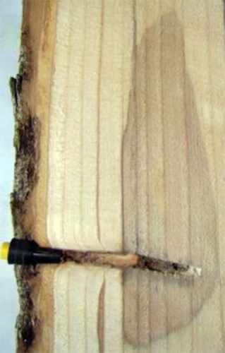 Sectioned bolt of ash tree trunk four years after trunk injection. Although some discoloration is obvious, there is no infection, rot or structural damage. Sectioned bolt of ash tree trunk four years after trunk injection. Although some discoloration is obvious, there is no infection, rot or structural damage.