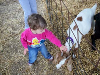 Girl petting a goat Girl petting a goat