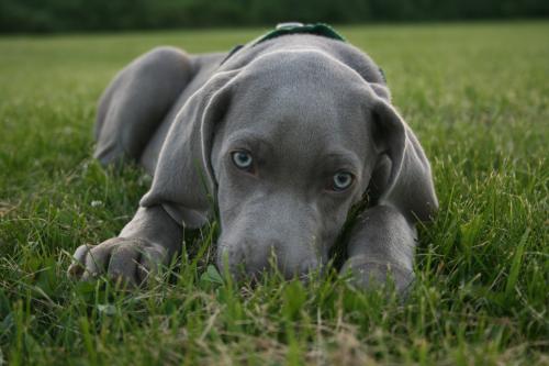 It’s tick season once again!  Some easy tips will help you and your pet get through it safely!