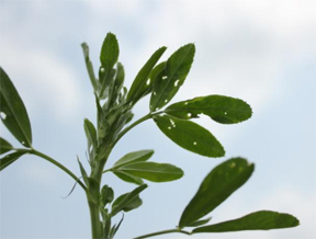 Alfalfa. Alfalfa.