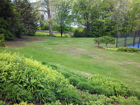 European crane fly damage European crane fly damage
