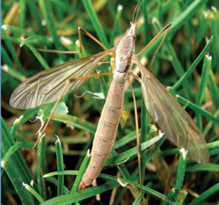 European Crane Fly Adult European Crane Fly Adult