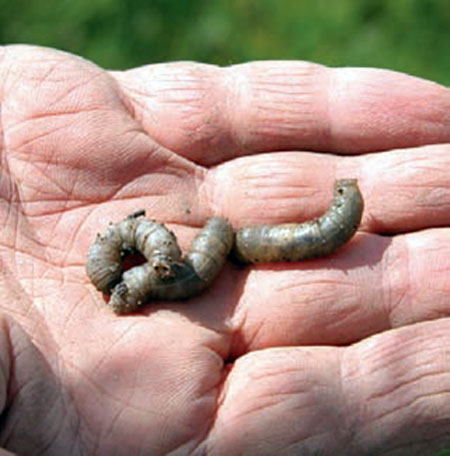 European crane fly larvae European crane fly larvae