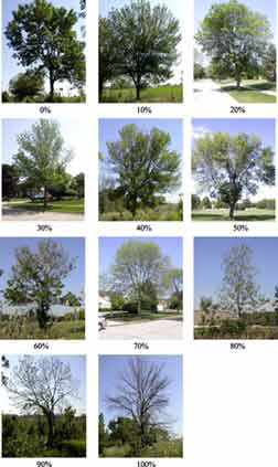 tree collage tree collage