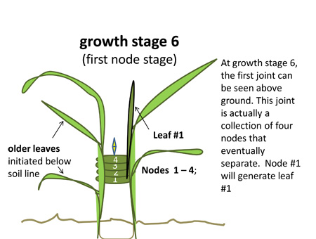Growth stage 6. Growth stage 6.